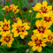 Coreopsis grand. 'Sonnenkind' | 1 stuk | Bijen- en vlinderplant | Bijentuin | 11x11 cm Kwekerspot | Geurend | winterhard | Geel