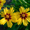 Coreopsis grand. 'Sonnenkind' | 1 stuk | Bijen- en vlinderplant | Bijentuin | 11x11 cm Kwekerspot | Geurend | winterhard | Geel
