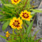 Coreopsis grand. 'Sonnenkind' | 1 stuk | Bijen- en vlinderplant | Bijentuin | 11x11 cm Kwekerspot | Geurend | winterhard | Geel