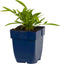 Coreopsis grand. 'Sonnenkind' | 1 stuk | Bijen- en vlinderplant | Bijentuin | 11x11 cm Kwekerspot | Geurend | winterhard | Geel