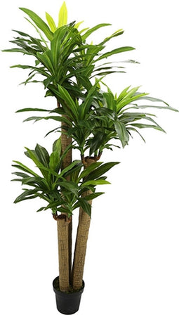 Corn stalk dracaena 190 cm