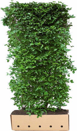 Cornus mas 200 cm