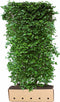 Cornus mas 200 cm