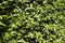 Cornus mas 200 cm