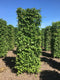 Cornus mas 250 cm