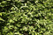 Cornus mas 250 cm