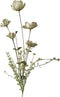 Cosmos 67cm saliegroen