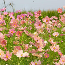 Cosmos Bipinnatus Apricotta