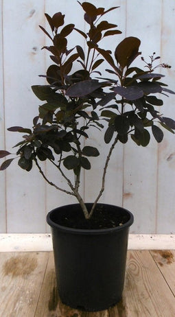 Cotinus Pruikenboom rood 40 cm