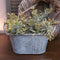 Countryfield – Plantenbak van zink – Plantenmand – L.24 B.14 H.15cm