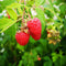 Plant in a Box - Rubus idaeus 'Malling Promise' - Set van 4 - Framboos - Fruitplanten - Struik - ⌀15cm - Hoogte 50-60cm