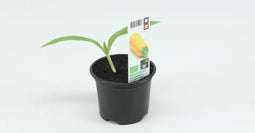 Courgette Geel
