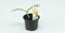 Courgette Geel