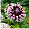 Plant in a Box - Dahlia 'Tartan' - set van 3 - zomerbloeiers - dahliaknollen - tuinbloemen - Roze/Paars