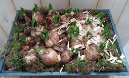 Narcis Groot plantenbakje buitenWarentuin Natuurlijk