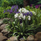 Plant in a Box - Agapanthus - Mix van 6 - Afrikaanse lelie - Wortelstokken - Bloeiende plant