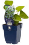 Griffioen - Brunnera macrophylla