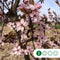 Sierpruim als leiboom Prunus cerasifera Nigra h 320 cm st. omtrek 8...