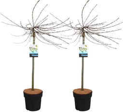 Plant in a Box - Salix repens 'Iona' - Zwitserse dwergwilg op stam - Boompjes - Potmaat 19 cm - Hoogte 80-90 cm - Zilvergroen