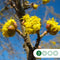 Gele kornoelje meerstammig | Cornus mas | Bomenbezorgd.nl