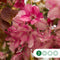 Roodbladige sierappel | Malus 'Mokum' 10-14 cm | Bomenbezorgd.nl