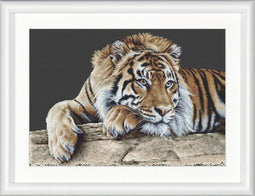 Thea Gouverneur - Borduurpakket met telpatroon - 579.05 - Voorgesorteerde DMC Garens - Tijger - Zwarte Aida - 45 cm x 35 cm - DIY Kit