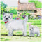 Craft Buddy Crystal Art Kaart West Highland Terriërs 18x18 cm