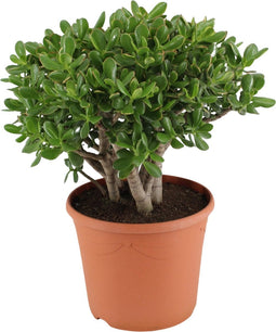 Crassula ovata 'Sunset' ↨ 30cm - hoge kwaliteit planten