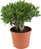 Crassula ovata 'Sunset' ↨ 30cm - hoge kwaliteit planten