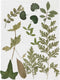 Creativ Company Gedroogde Bladeren, Groen, 1 Doos