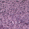 Creotime Glitterlijm Paars 25 Ml