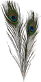 Creotime Pauwenveren, l: 25-30 cm, 10 stuks