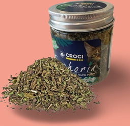Croci - Euphoria Catnip Pot