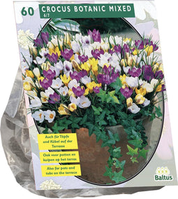 Crocus Botanisch, Mix per 60| Bloembollen | Flower bulbs | Najaarsbloeier |Bulb les fleurs