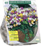 Crocus Botanisch, Mix per 60| Bloembollen | Flower bulbs | Najaarsbloeier |Bulb les fleurs