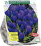 Crocus Grootbloemig, Blauw per 25| Bloembollen | Flower bulbs | Najaarsbloeier |Bulb les fleurs