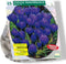 Crocus Grootbloemig, Blauw per 25| Bloembollen | Flower bulbs | Najaarsbloeier |Bulb les fleurs