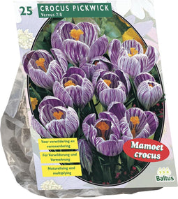 Crocus Grootbloemig, Gestreept per 25| Bloembollen | Flower bulbs | Najaarsbloeier |Bulb les fleurs