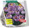 Crocus Grootbloemig, Gestreept per 25| Bloembollen | Flower bulbs | Najaarsbloeier |Bulb les fleurs