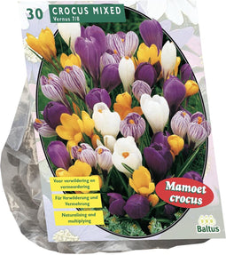 Crocus Grootbloemig, Mix per 30| Bloembollen | Flower bulbs | Najaarsbloeier |Bulb les fleurs
