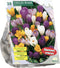Crocus Grootbloemig, Mix per 30| Bloembollen | Flower bulbs | Najaarsbloeier |Bulb les fleurs