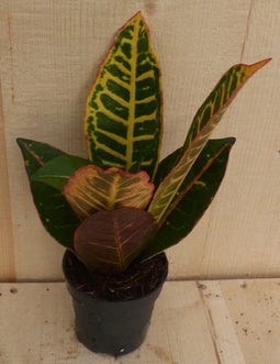 Croton Klein