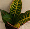 Croton Klein