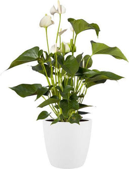 Elho Brussels Rond Wielen 47 - Grote Bloempot - 100% Gerecycled Plastic - Ø 46.5 x H 43.5 cm - Wit