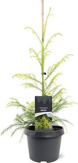 Cryptomeria jap. Sekkan 40-50 cm Conifeer