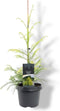 Cryptomeria jap. Sekkan 40-50 cm Conifeer