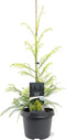 Cryptomeria jap. Sekkan 40-50 cm Conifeer