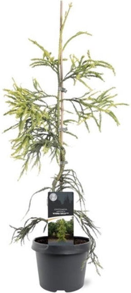 Cryptomeria japonica 'Kyara Gold' - Japanse ceder - Planthoogte: 50-60 cm - Pot Ø 19 cm (3 liter)