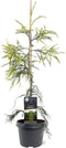 Cryptomeria japonica 'Kyara Gold' - Japanse ceder - Planthoogte: 50-60 cm - Pot Ø 19 cm (3 liter)