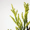 Cryptomeria japonica 'Kyara Gold' - Japanse ceder - Planthoogte: 50-60 cm - Pot Ø 19 cm (3 liter)